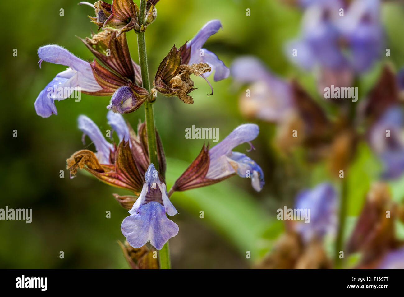 Jardin commun / sauge sauge (Salvia officinalis) en fleurs Banque D'Images