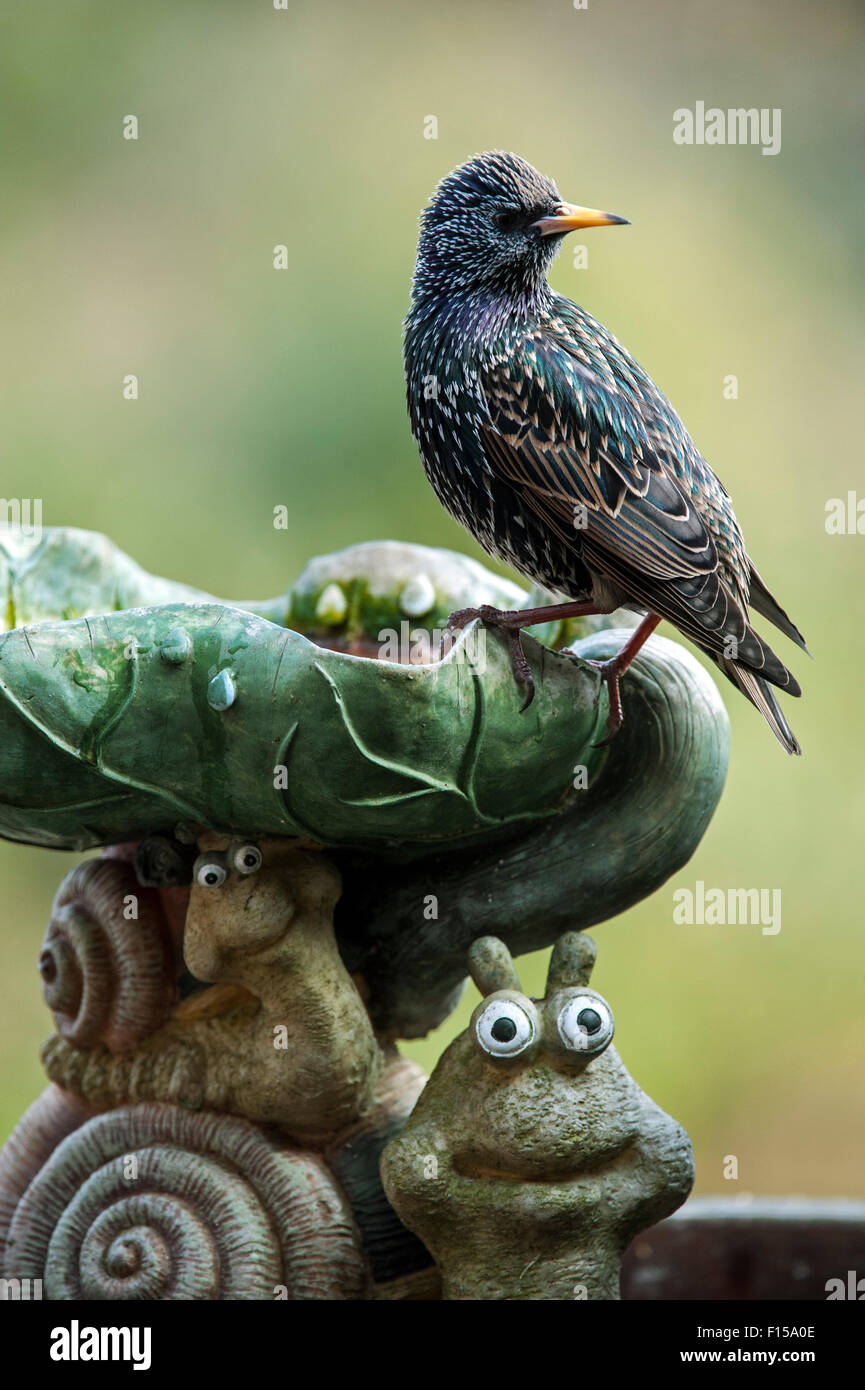 Étourneau sansonnet / l'étourneau sansonnet (Sturnus vulgaris) sur bain  d'oiseaux dans le jardin Photo Stock - Alamy