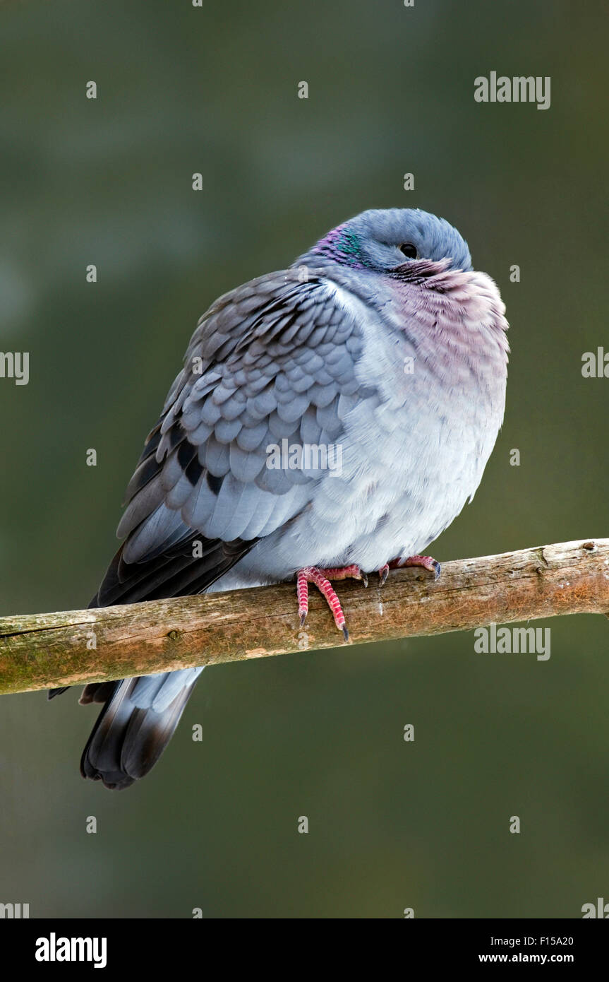 Pigeon colombin (Columba oenas) fluffed perché dans l'arbre jusqu'au bec avec des plumes dans le froid glacial en hiver Banque D'Images