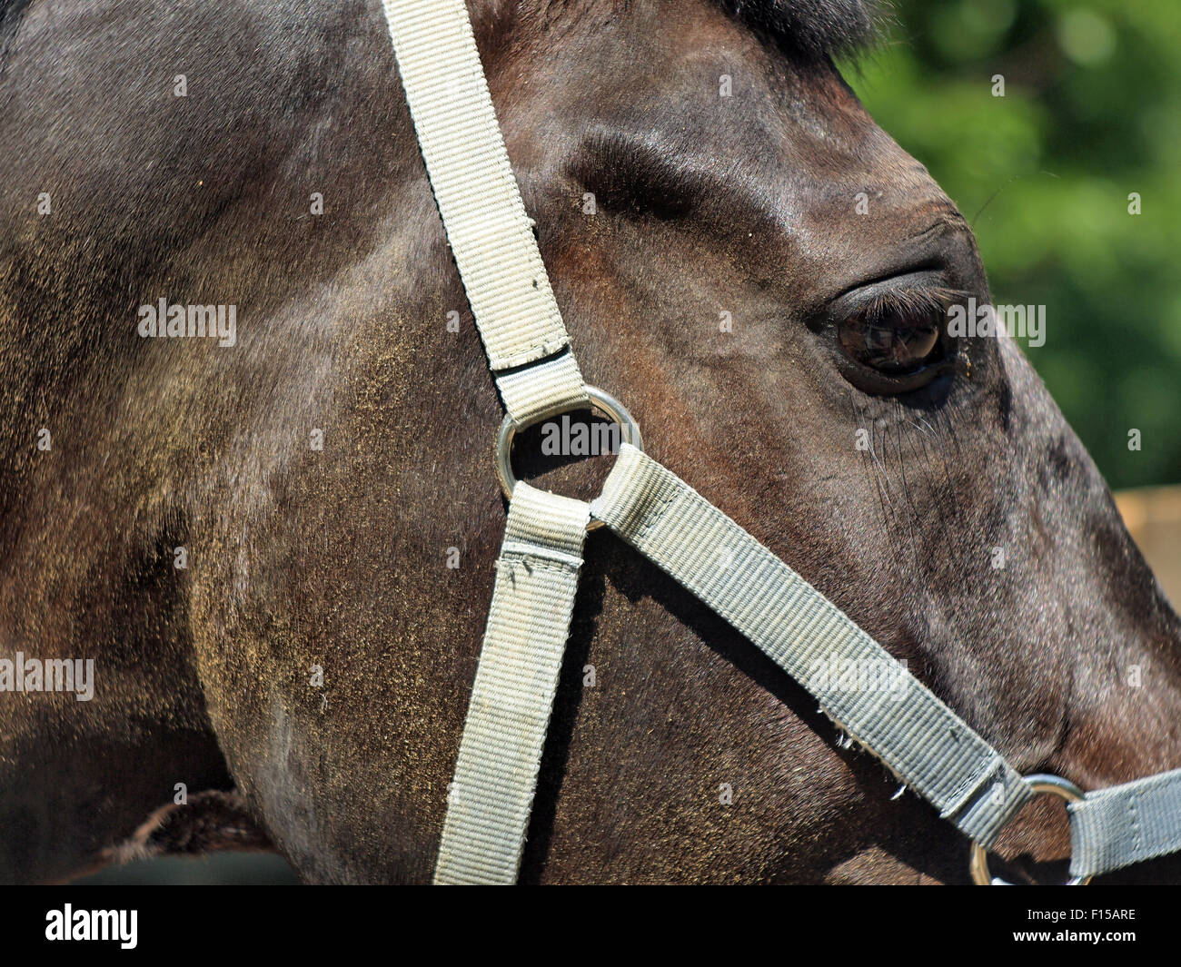 Fragment d'une tête de cheval avec un mors close up de profil avec arrière-plan flou, photographiés dans un jour d'été ensoleillé Banque D'Images