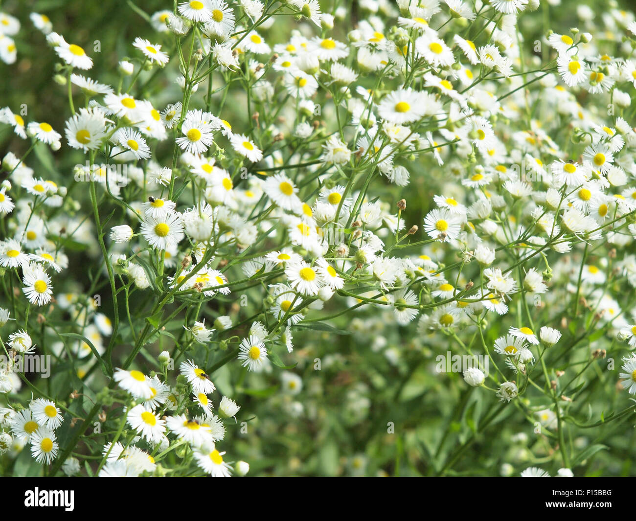 Grand terrain couvert de petites fleurs daisy blanc en gros plan de l'herbe verte, forte et avant-plan flou sur l'arrière-plan Banque D'Images