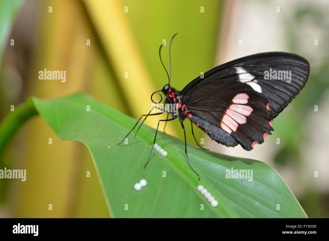 Papillon Grand Mormon Papilio memnon, Banque D'Images
