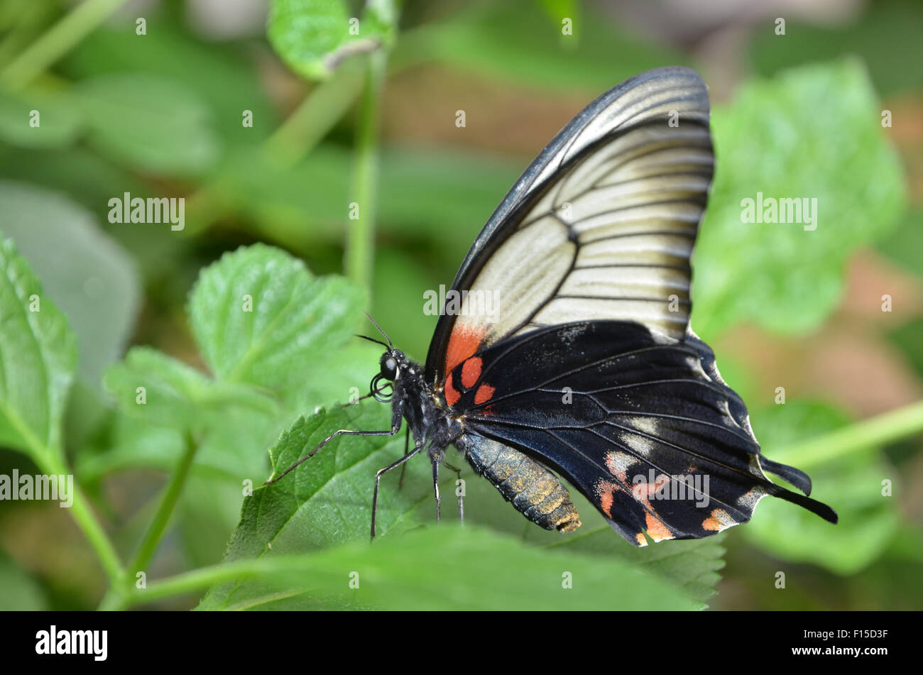 Papillon Grand Mormon Papilio memnon, Banque D'Images