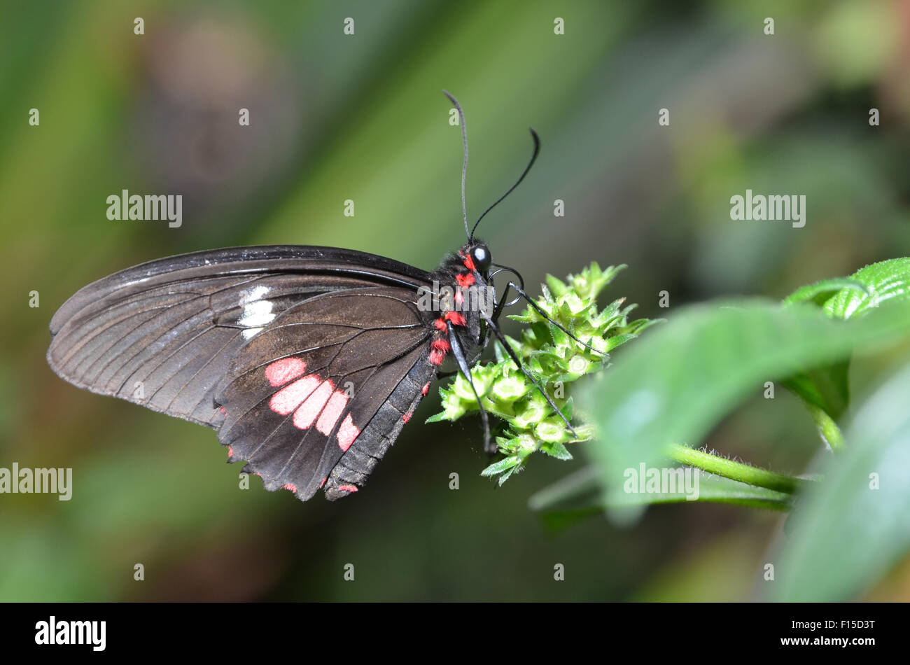 Papillon Grand Mormon Papilio memnon, Banque D'Images
