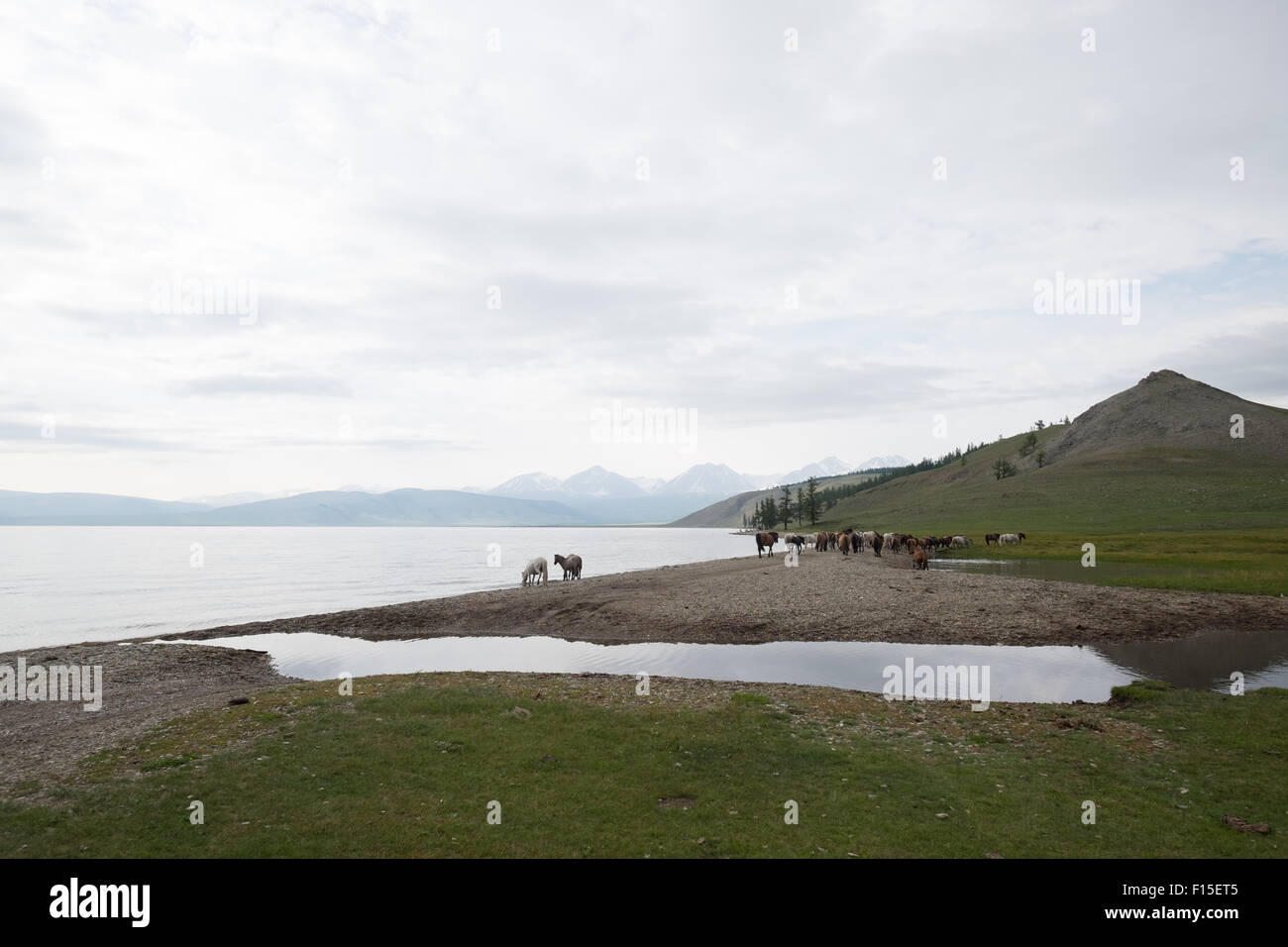 Les chevaux boire à partir d'un lac. Les chevaux de Mongolie au lac Hovsgol. Banque D'Images