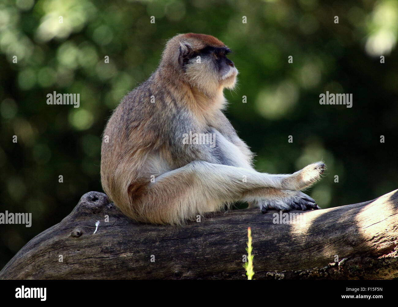 Singe Rouge Singe rouge Banque de photographies et d’images à haute résolution - Alamy