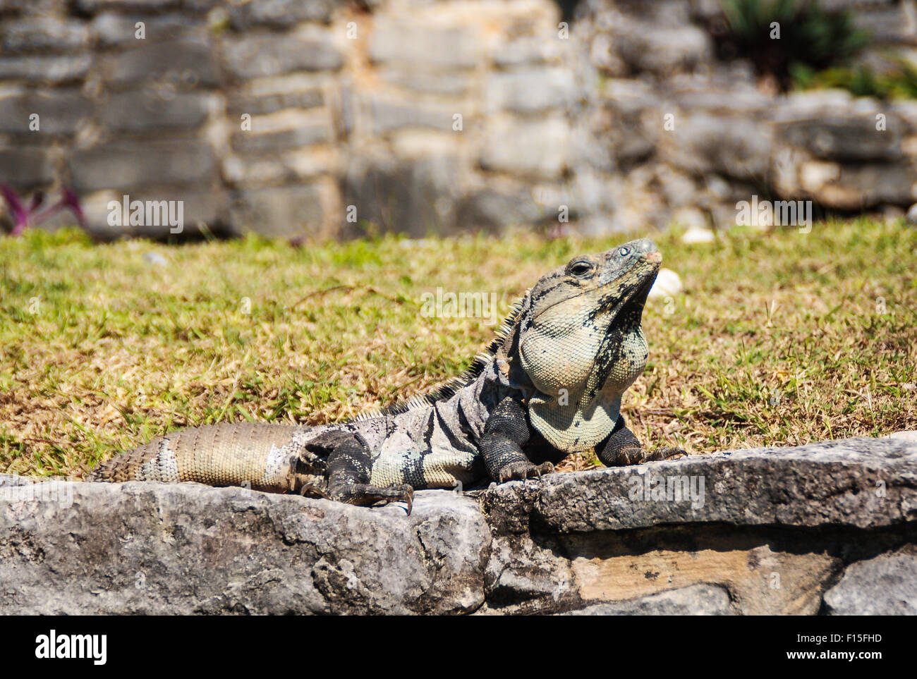 Iguane noir près de ruines Maya au Mexique. Ctenosaura similis aussi connu comme Garrobo Banque D'Images