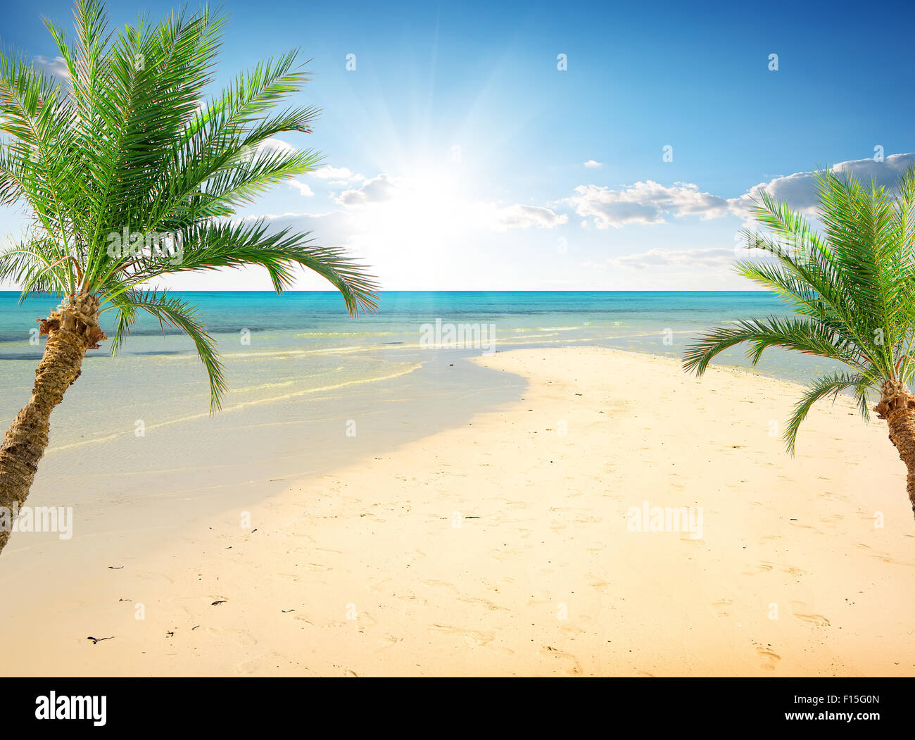 Palmiers sur la plage, près de la mer à sunny day Banque D'Images