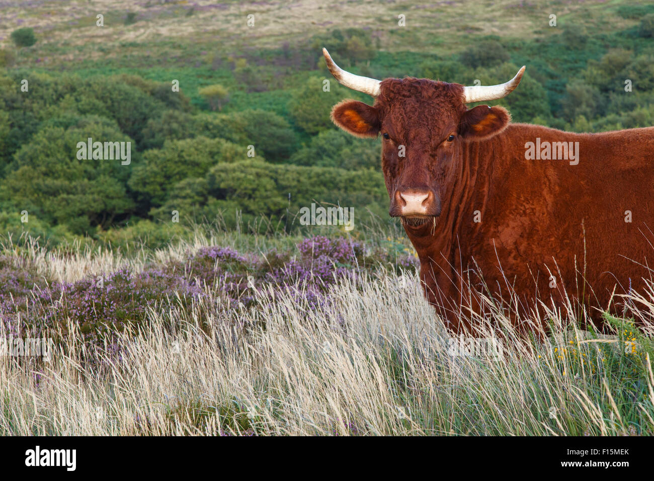 Devon rouge allant de bovins sur les Quantocks, avec copyspace Banque D'Images
