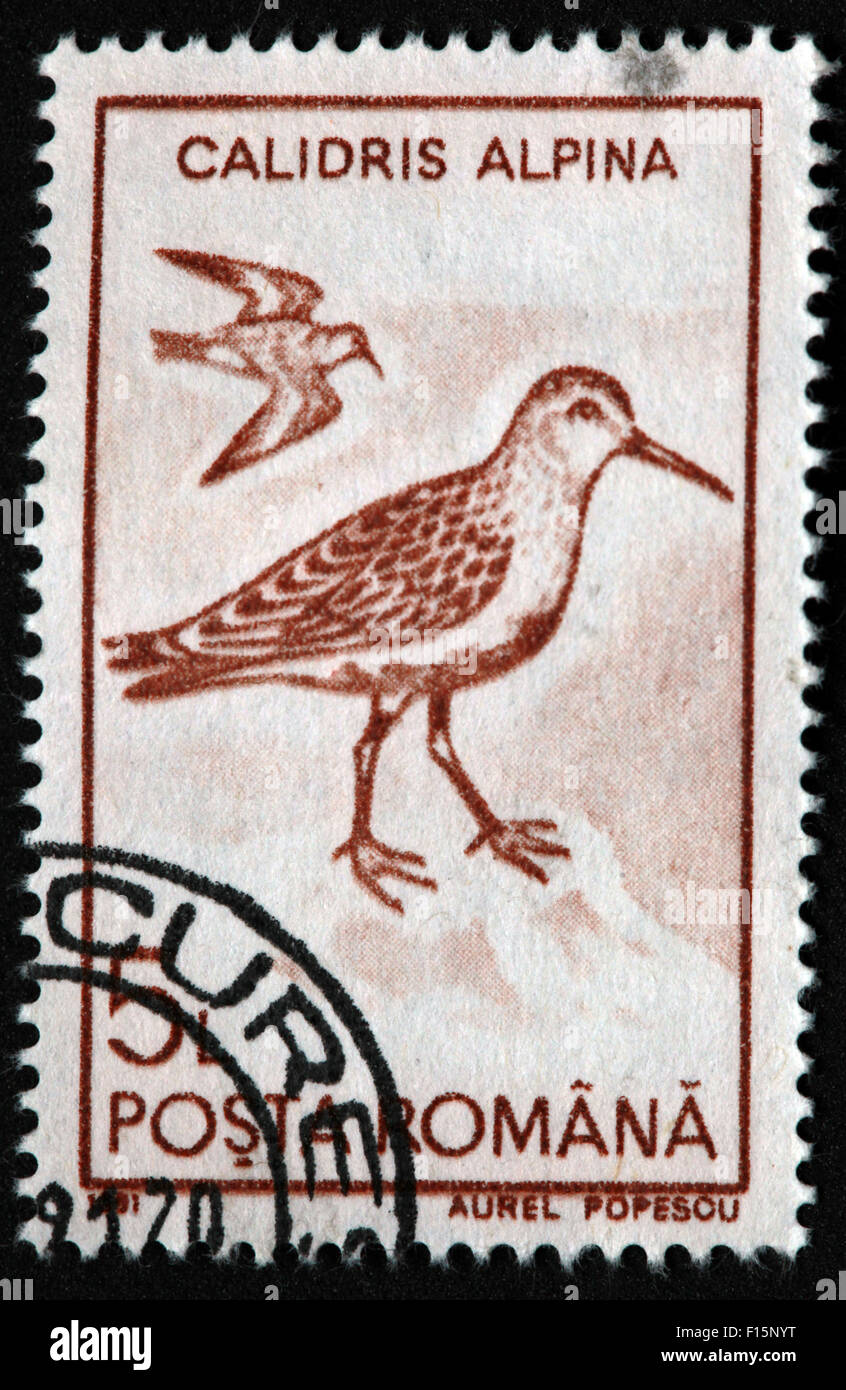 1991 Posta Calidris alpina Aigrette oiseau Aurel Popescu brown Stamp Banque D'Images