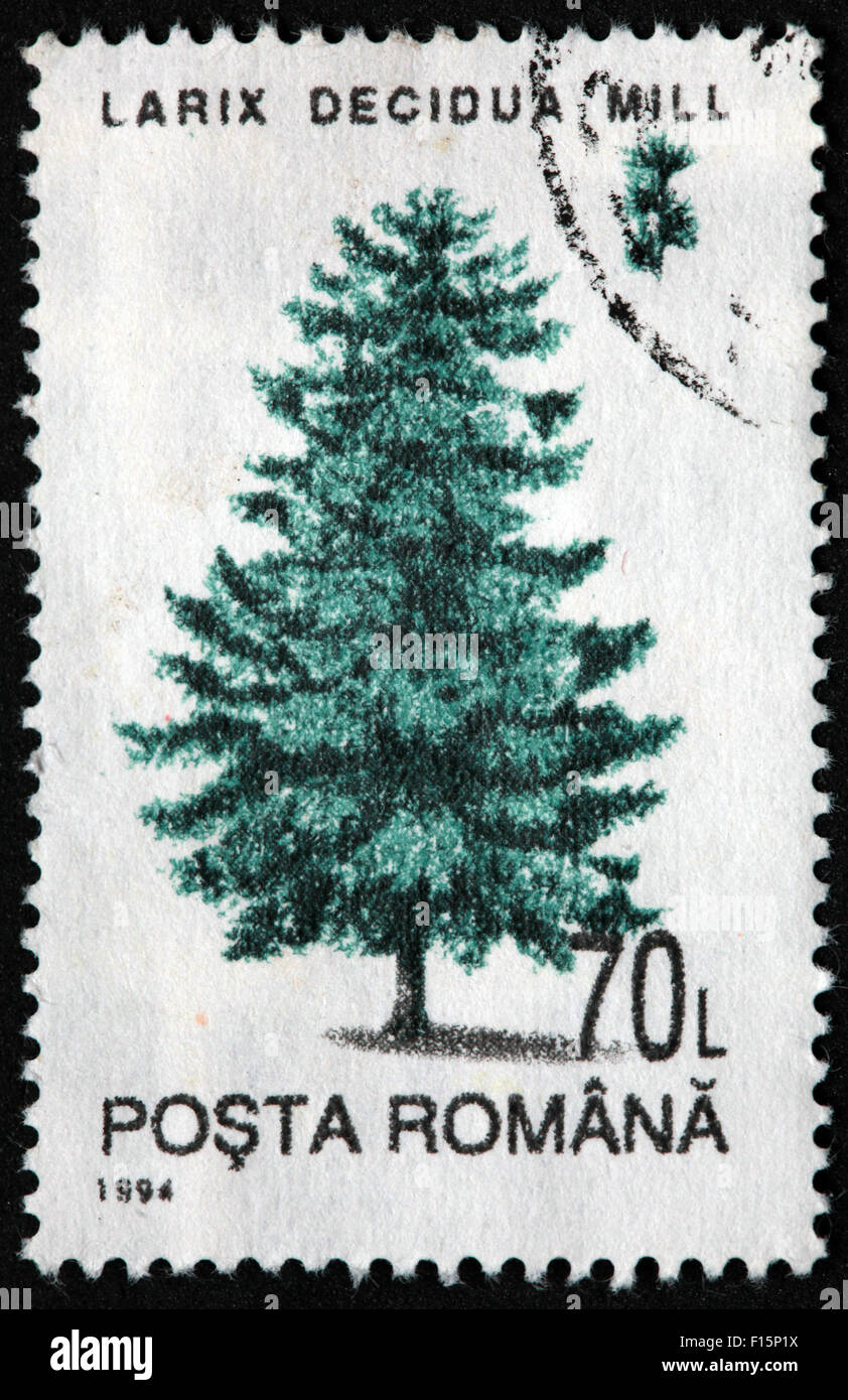 1994 Posta Romana 70L'arbre pin Stamp Larix decidua Mill Banque D'Images