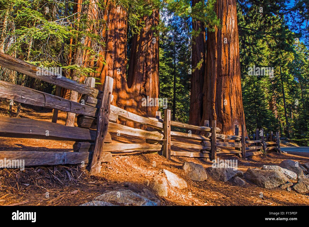 Séquoias Géants Lieu à Sequoia National Park en Californie. Banque D'Images
