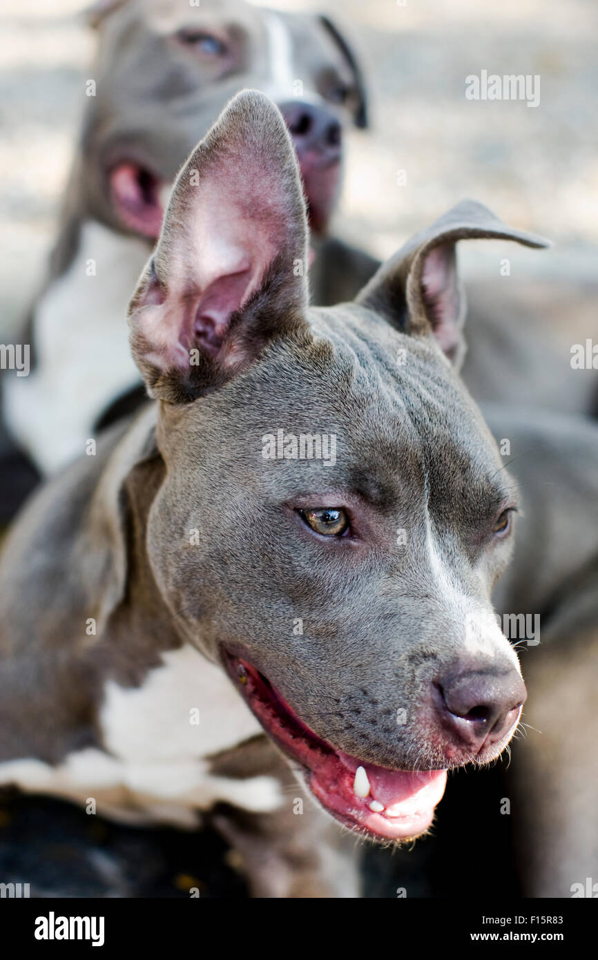 Portrait de deux souriant, heureux et en bonne santé chiens Pitbull bleu Banque D'Images Portrait de deux souriant, heureux et en bonne santé chiens Pitbull bleu Banque D'Images
