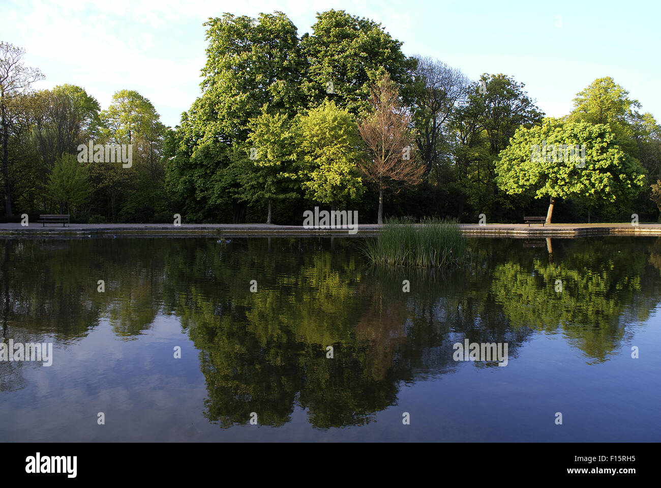 Reflet d'arbres sur un petit lac dans la région de Radnor Park, Folkestone, Kent Banque D'Images