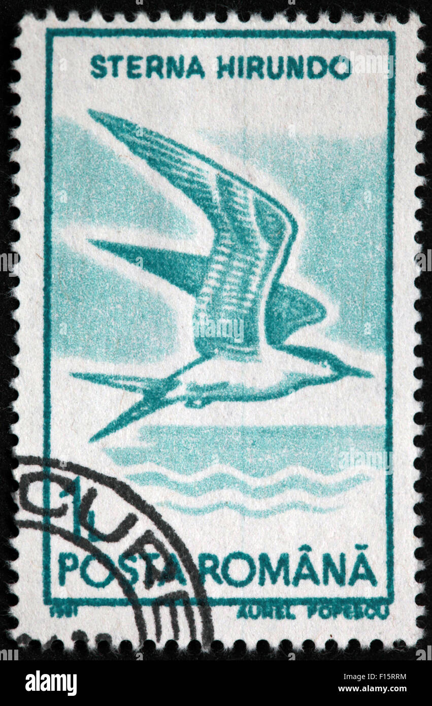 Sterna hirundo Bird Posta Romana Aurel Popescu stamp Banque D'Images