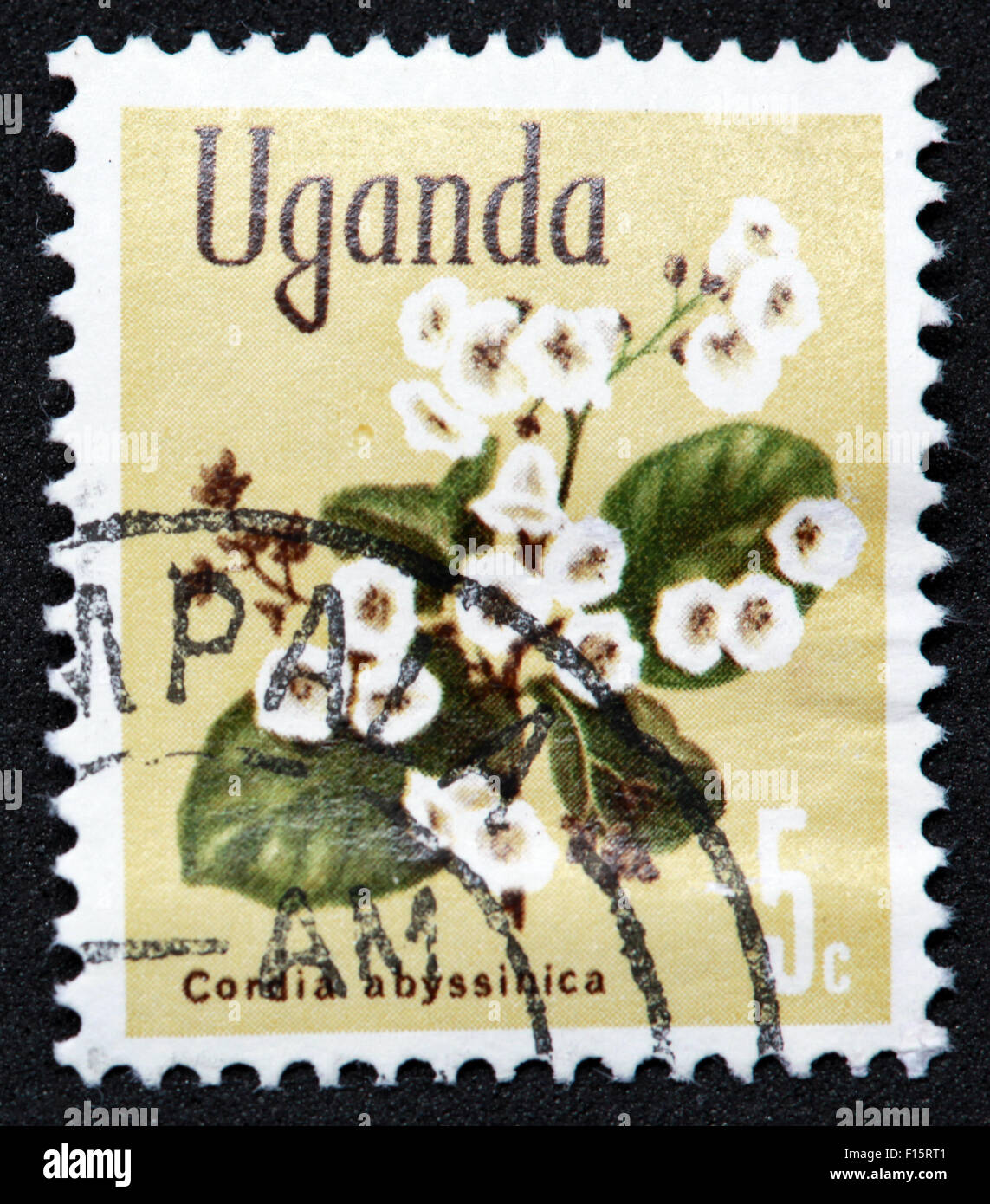 L'Ouganda 5c fleur usine Condia abyssinica Stamp Banque D'Images