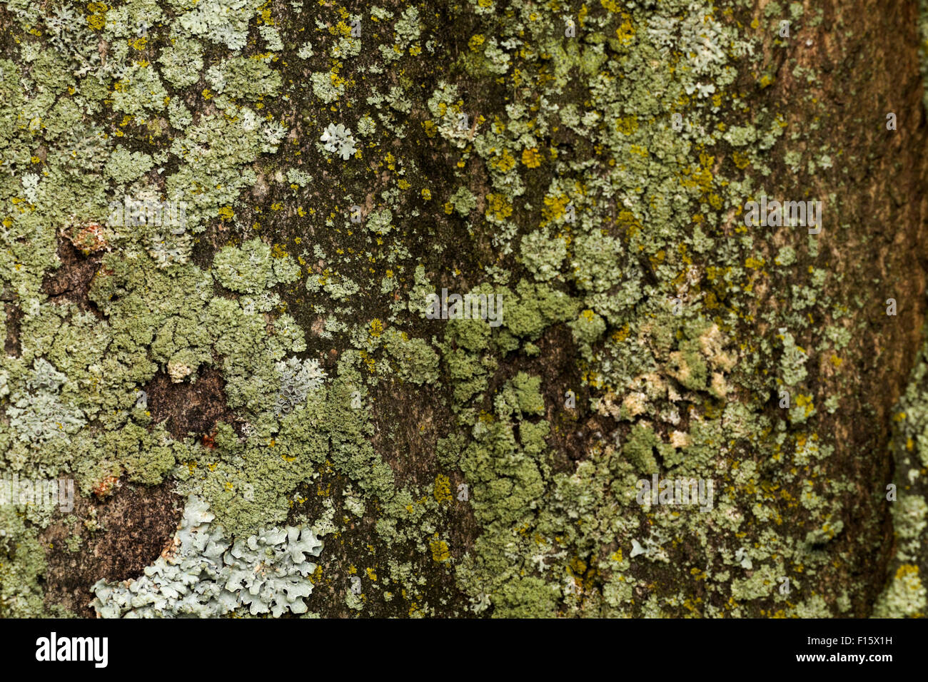 Les lichens et mousses poussant sur un arbre de Box Elder, dans le Michigan. Banque D'Images