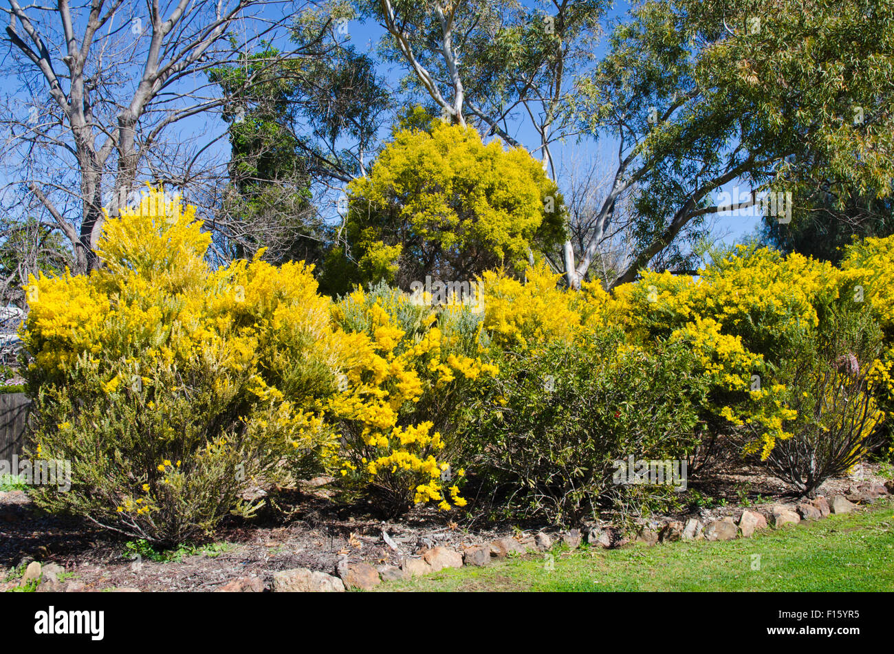 Wattle, emblème floral national de l'Australie représentent aussi les couleurs nationales de vert et l'or. Banque D'Images