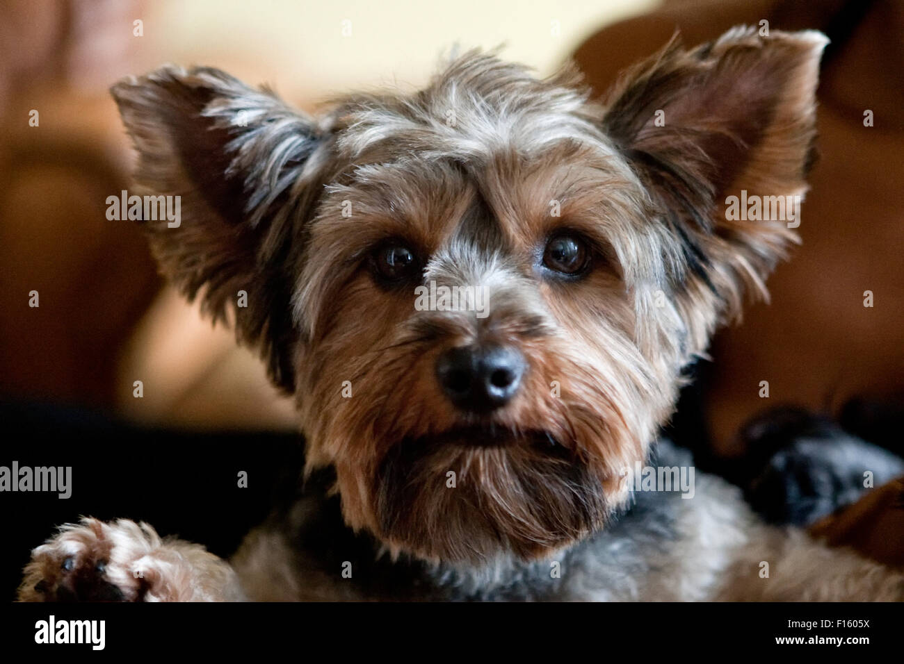 Close up portrait of adorable chien yorkshire terrier avec des cheveux coupés à la caméra directement dans Banque D'Images Close up portrait of adorable chien yorkshire terrier avec des cheveux coupés à la caméra directement dans Banque D'Images