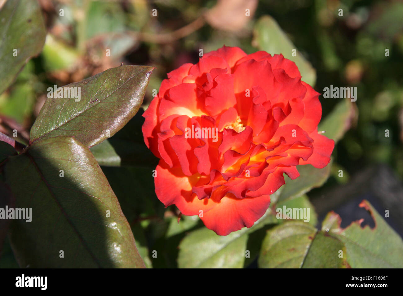 Rose rouge et jaune Banque D'Images