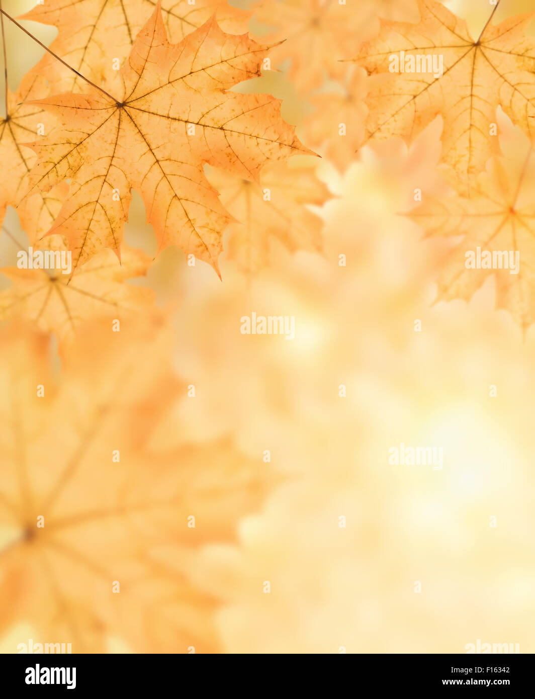 Automne fond d'un grand nombre de big yellow maple leaf, photo collage horizontal Banque D'Images