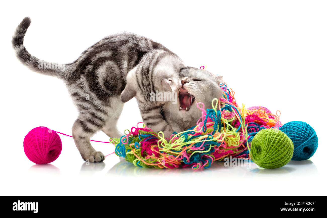 Chat De Bataille Banque De Photographies Et D Images A Haute Resolution Alamy