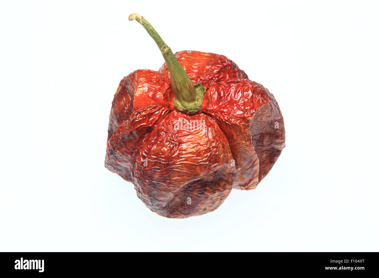 Bhut-Jolokia Naga-Jolokia ou piment sec-Chili, l'un des plus chauds chili Banque D'Images