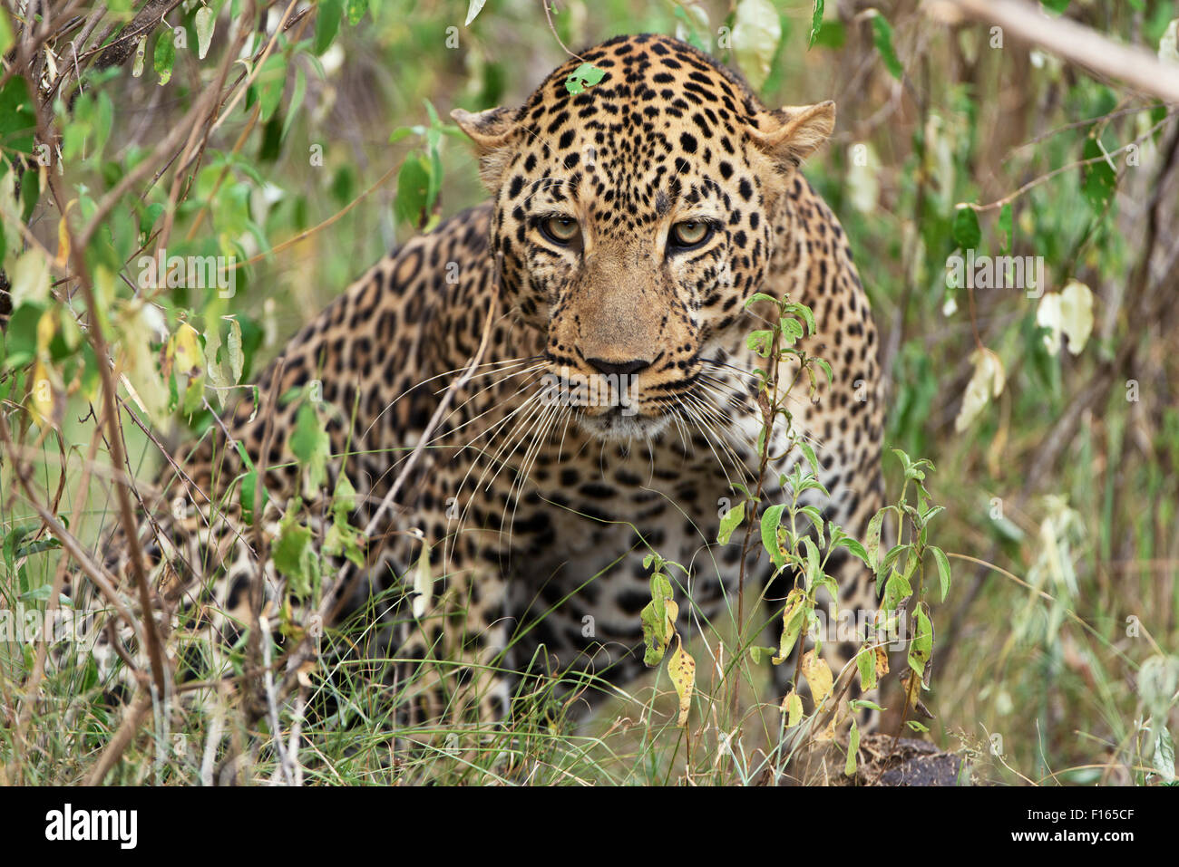 Leopard (Panthera pardus) dans un fourré, Maasai Mara National Reserve, Kenya, comté de Narok Banque D'Images