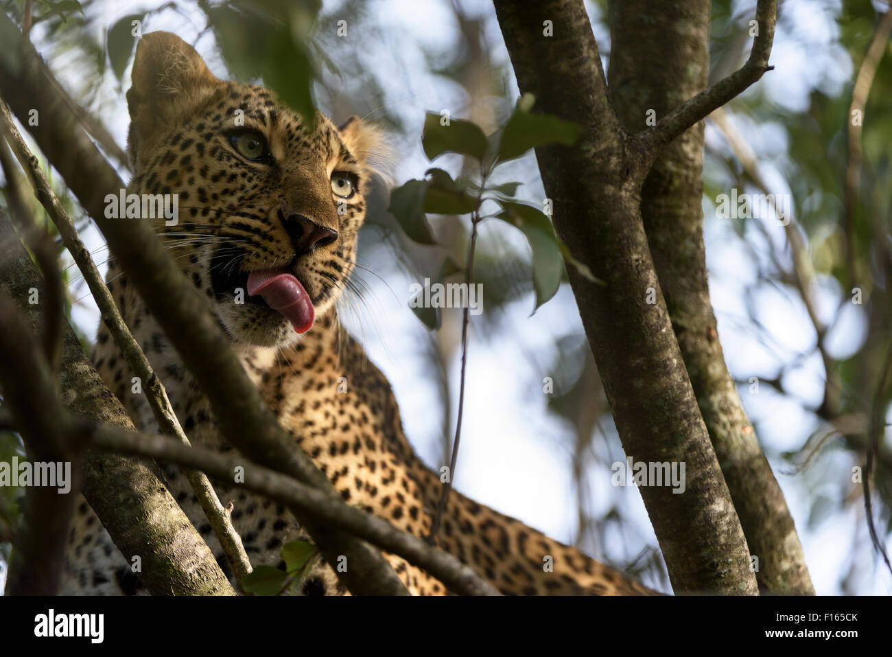 Leopard (Panthera pardus) dans un arbre, Maasai Mara National Reserve, Kenya, comté de Narok Banque D'Images