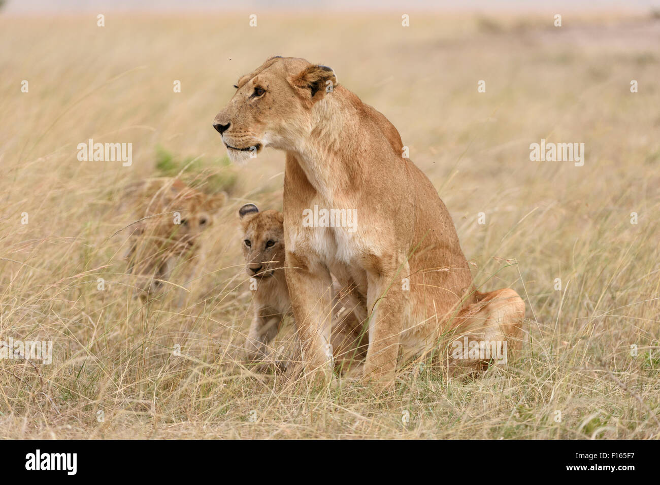 Lioness (Panthera leo) avec les louveteaux, Maasai Mara National Reserve, Kenya, comté de Narok Banque D'Images