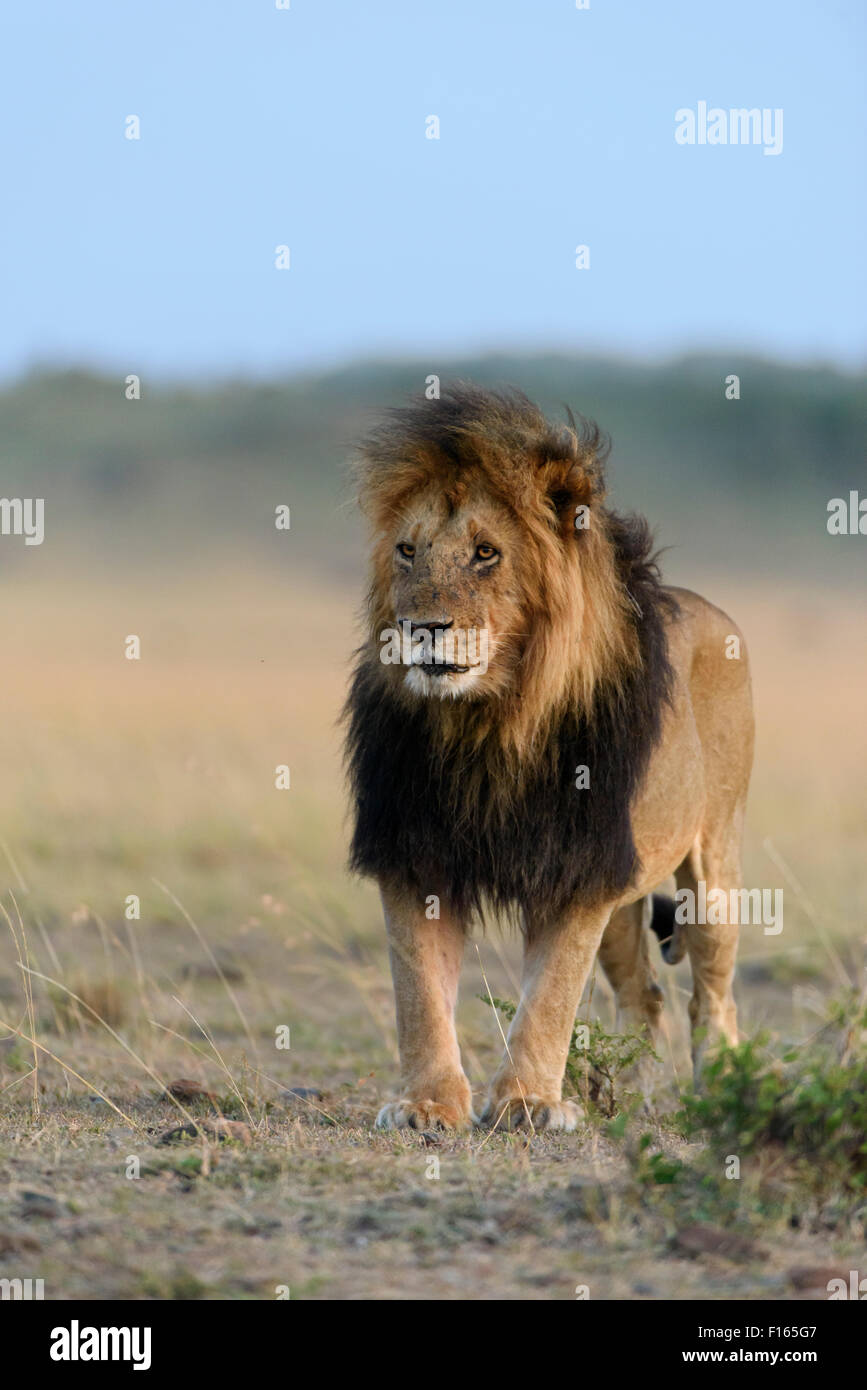 Male lion (Panthera leo) avec une crinière sombre, la crinière d'un lion noir, Maasai Mara National Reserve, Kenya, comté de Narok Banque D'Images