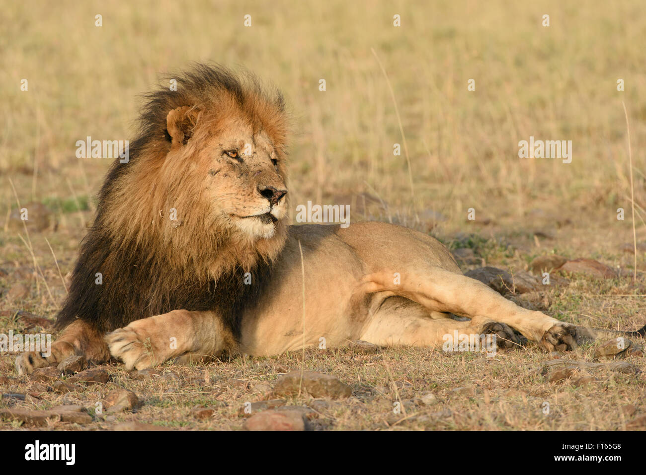 Male lion (Panthera leo) avec une crinière sombre dans la lumière du matin, la crinière d'un lion noir, Maasai Mara National Reserve, comté de Narok Banque D'Images