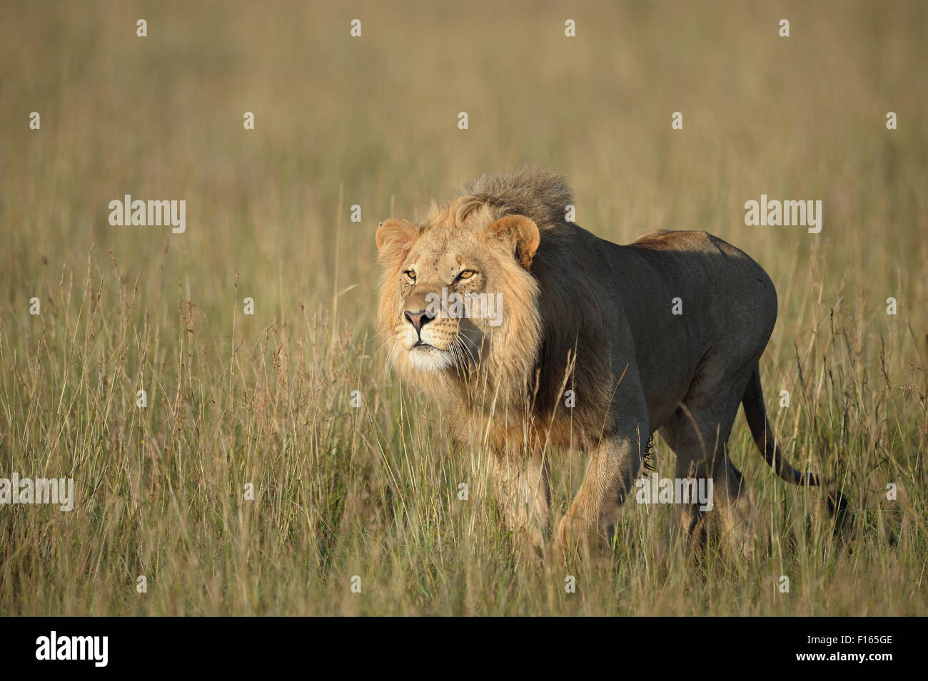 Les jeunes, homme lion (Panthera leo) avec les proies en vue, Maasai Mara National Reserve, Kenya, comté de Narok Banque D'Images