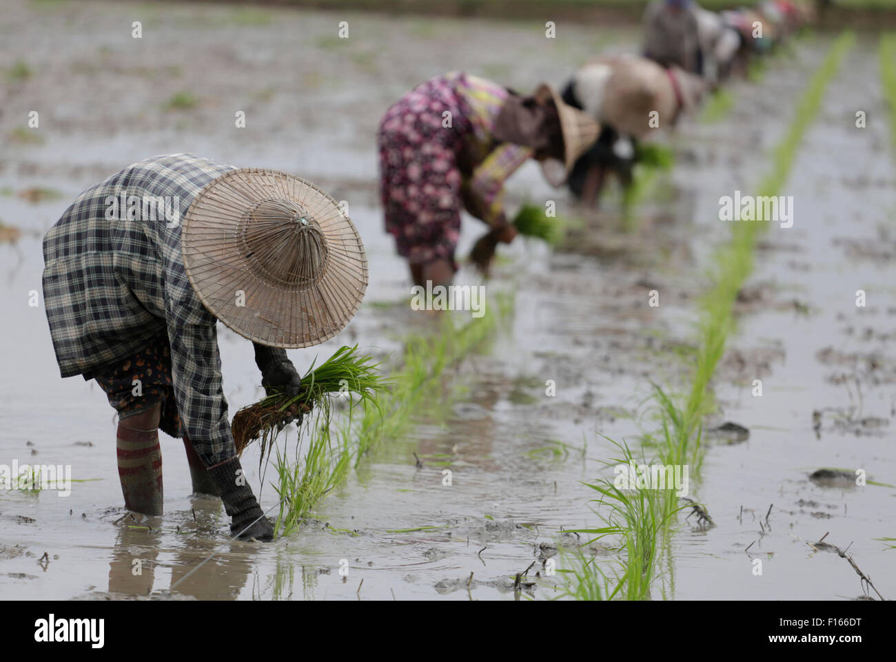 Nay Pyi Taw, le Myanmar. Août 28, 2015. Les agriculteurs travaillent à une rizière à Nay Pyi Taw, le Myanmar, le 28 août 2015. Le Myanmar va reprendre l'exportation de riz à la mi-septembre après une suspension pour les réserver au début d'août en raison de graves inondations dans le pays, selon la Fédération du riz du Myanmar vendredi. © U Aung/Xinhua/Alamy Live News Banque D'Images