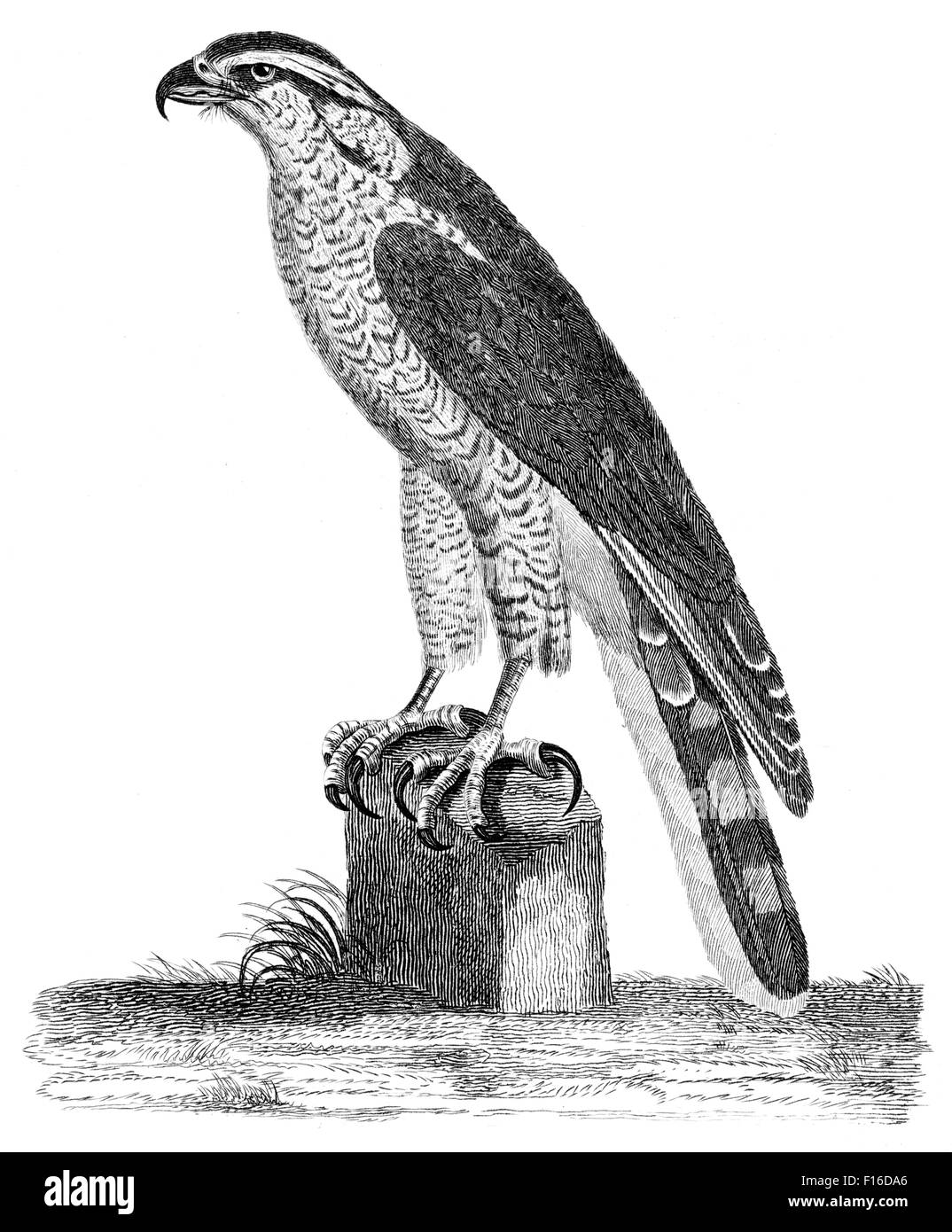 Illustration gravée Autour des palombes intitulé 'F' extrait de 'british' Zoologie par Thomas Pennant (1726-1798), 'nouveau' 5ème édition, publishe Banque D'Images