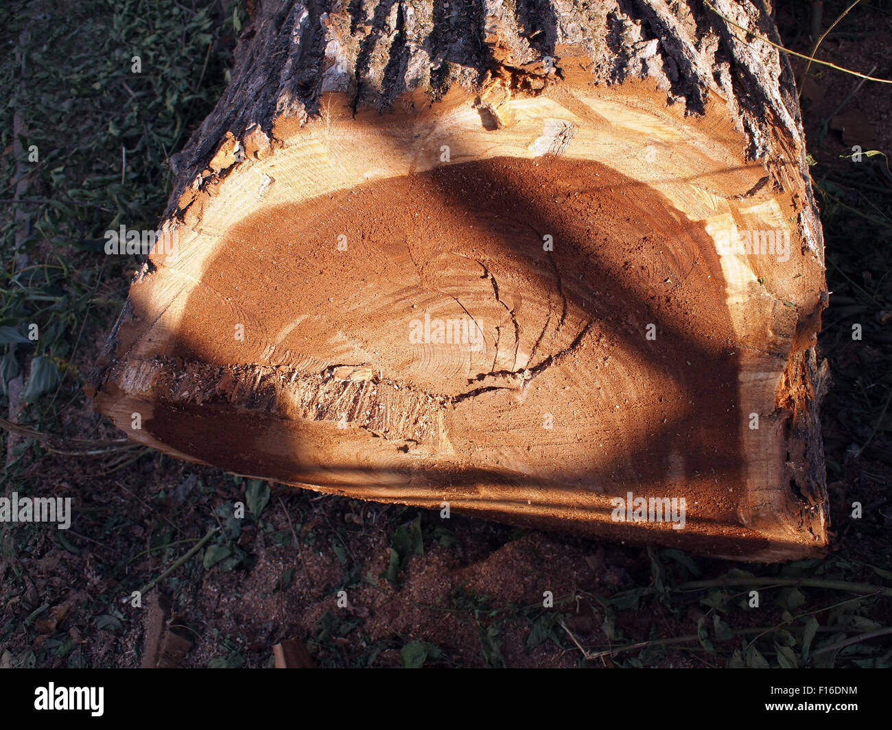 Tronc d'arbre abattu libre, éclairé par le soleil clair avec ombre sur une tige fraîchement coupé. Banque D'Images