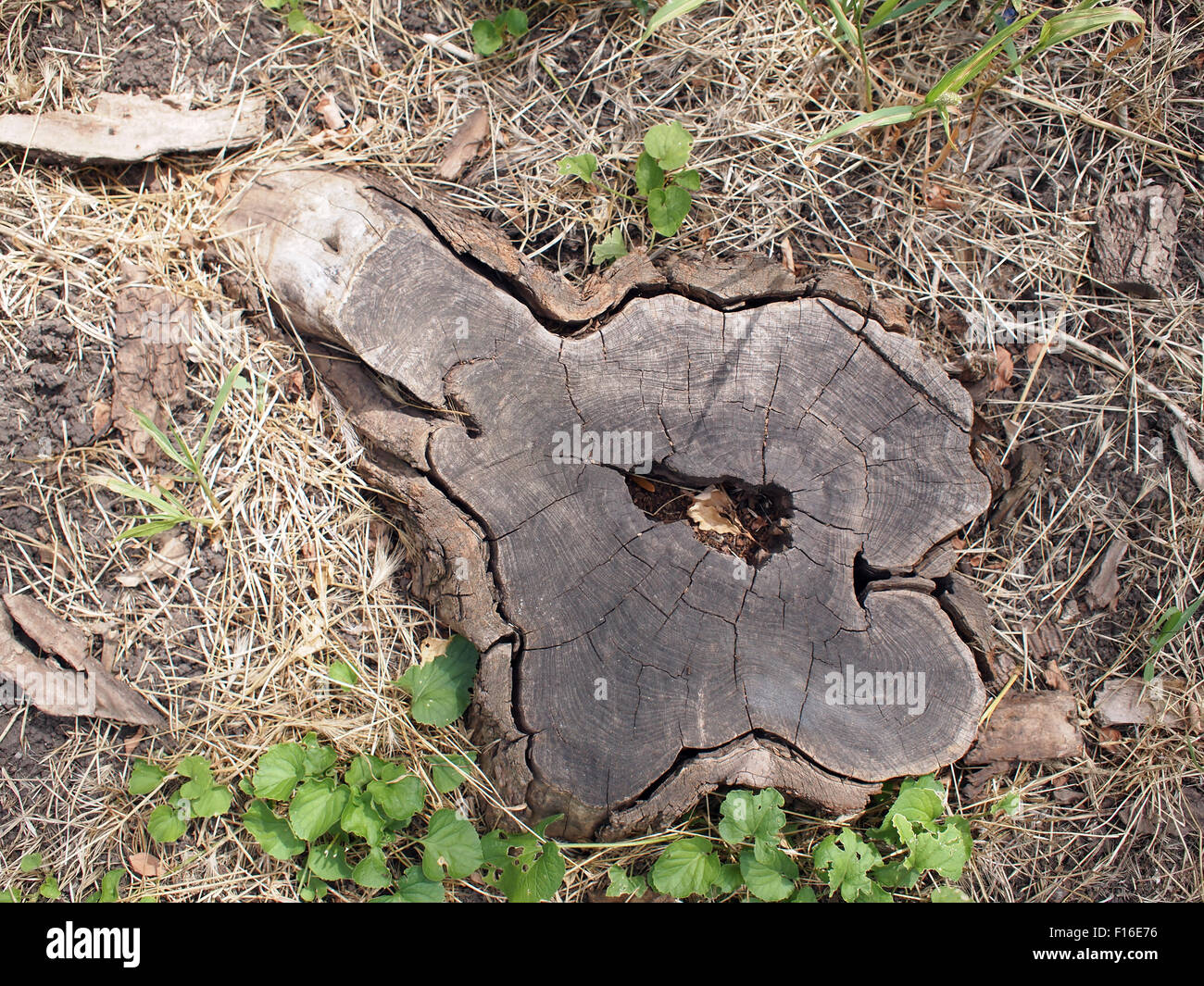 Vue de dessus d'une vieille souche d'arbre pourri et fissuré. Autour de la souche de l'herbe sèche et quelques plantes vertes Banque D'Images