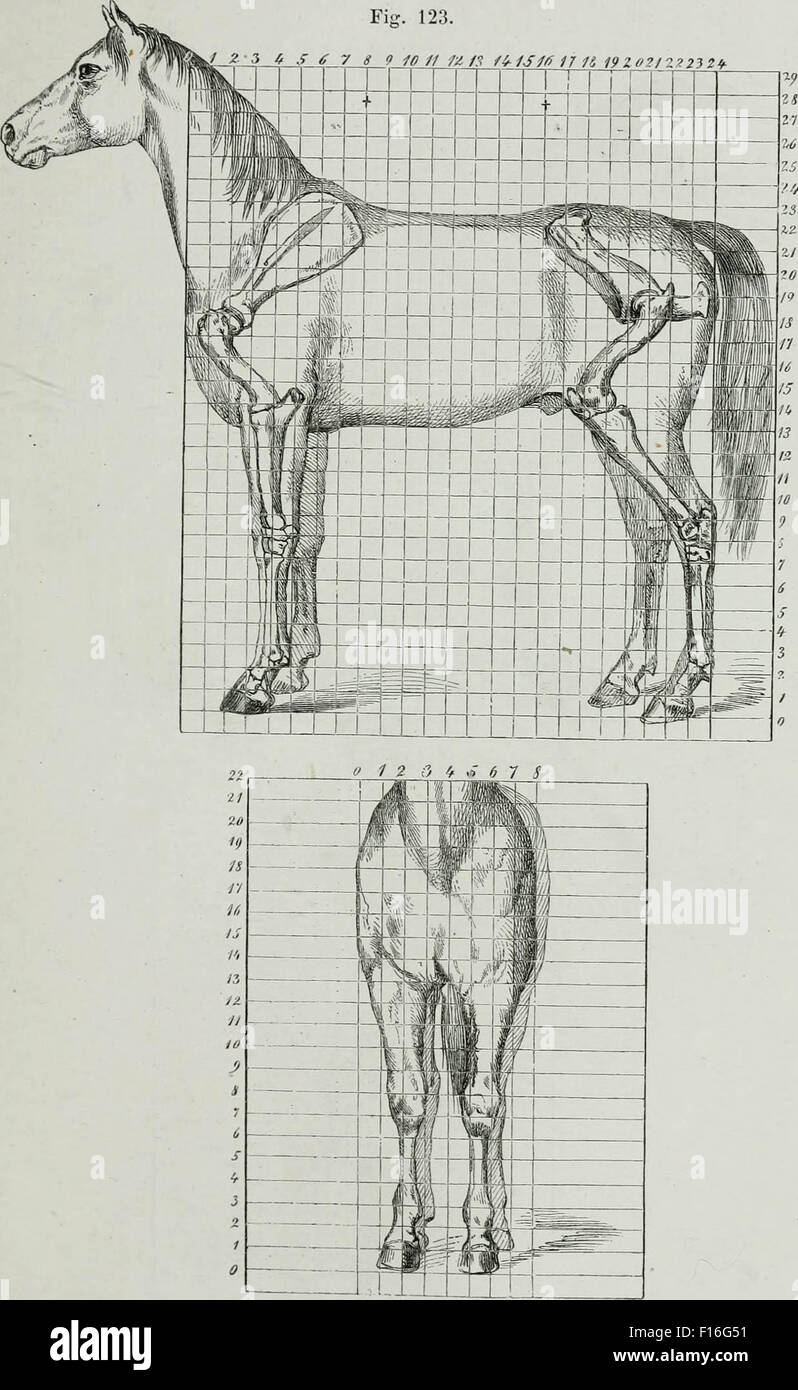 Graphe de cheval Banque D'Images