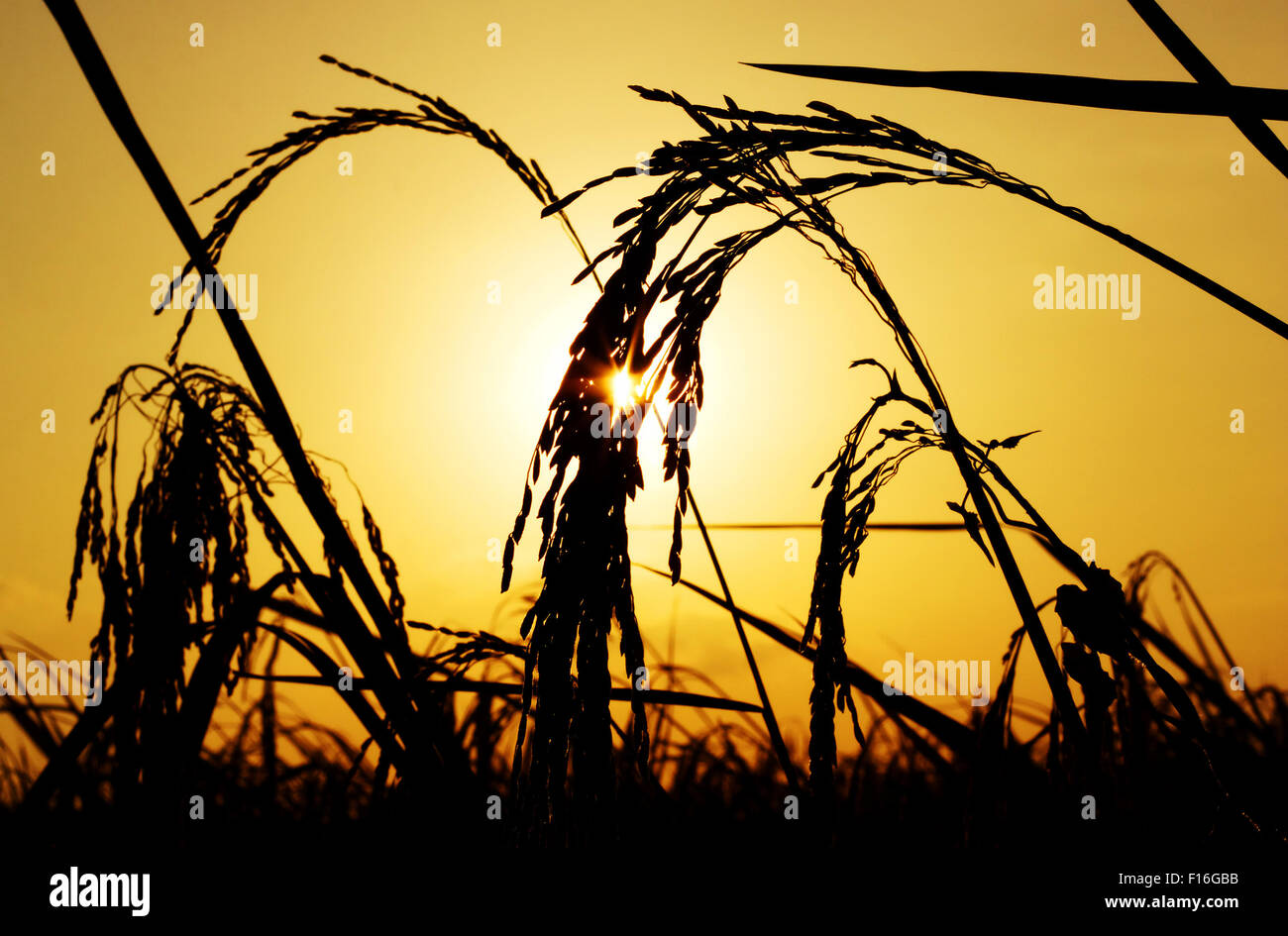 Silhouette plant de riz avec la couleur du coucher de soleil Banque D'Images