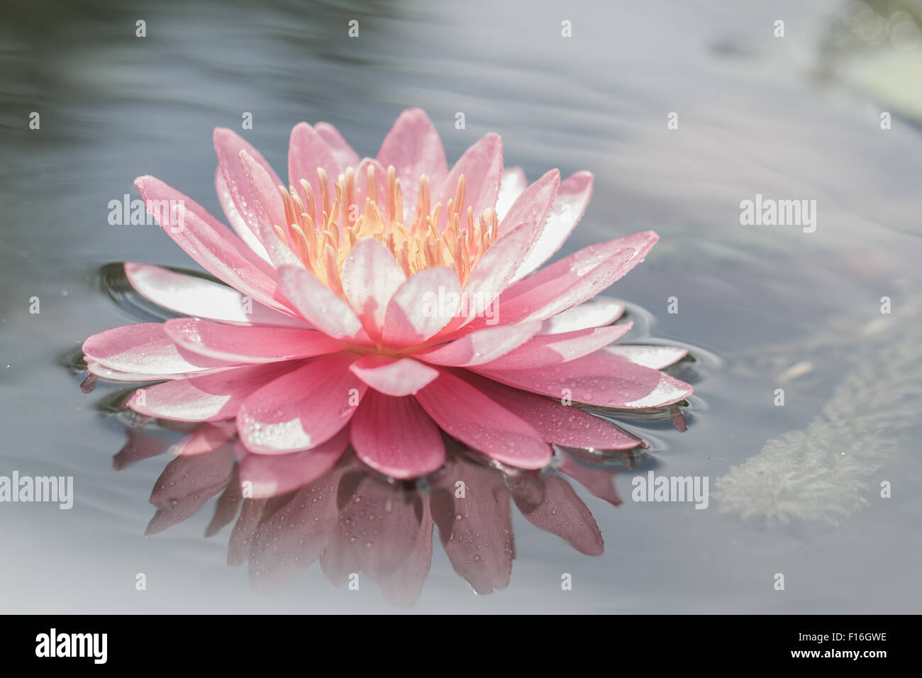 Pink water lily in pond Banque D'Images