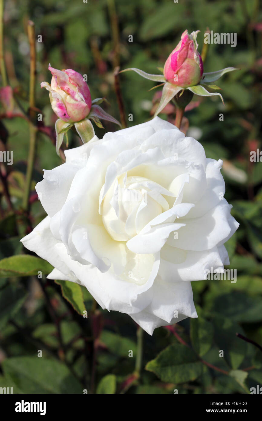 Rosa 'Susan' Williams-Ellis Banque D'Images