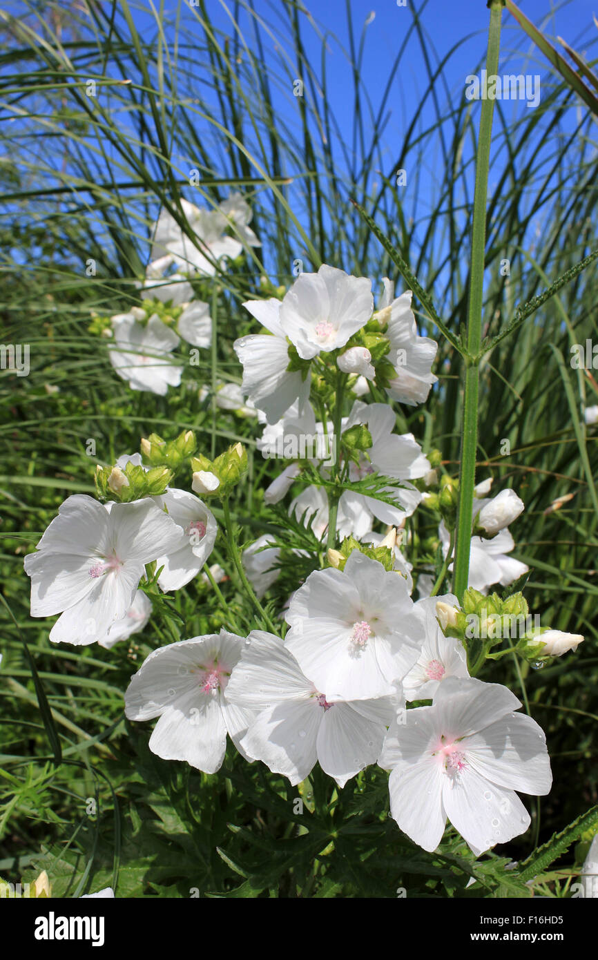 White Musk Mallow Malva moschata f.alba Banque D'Images