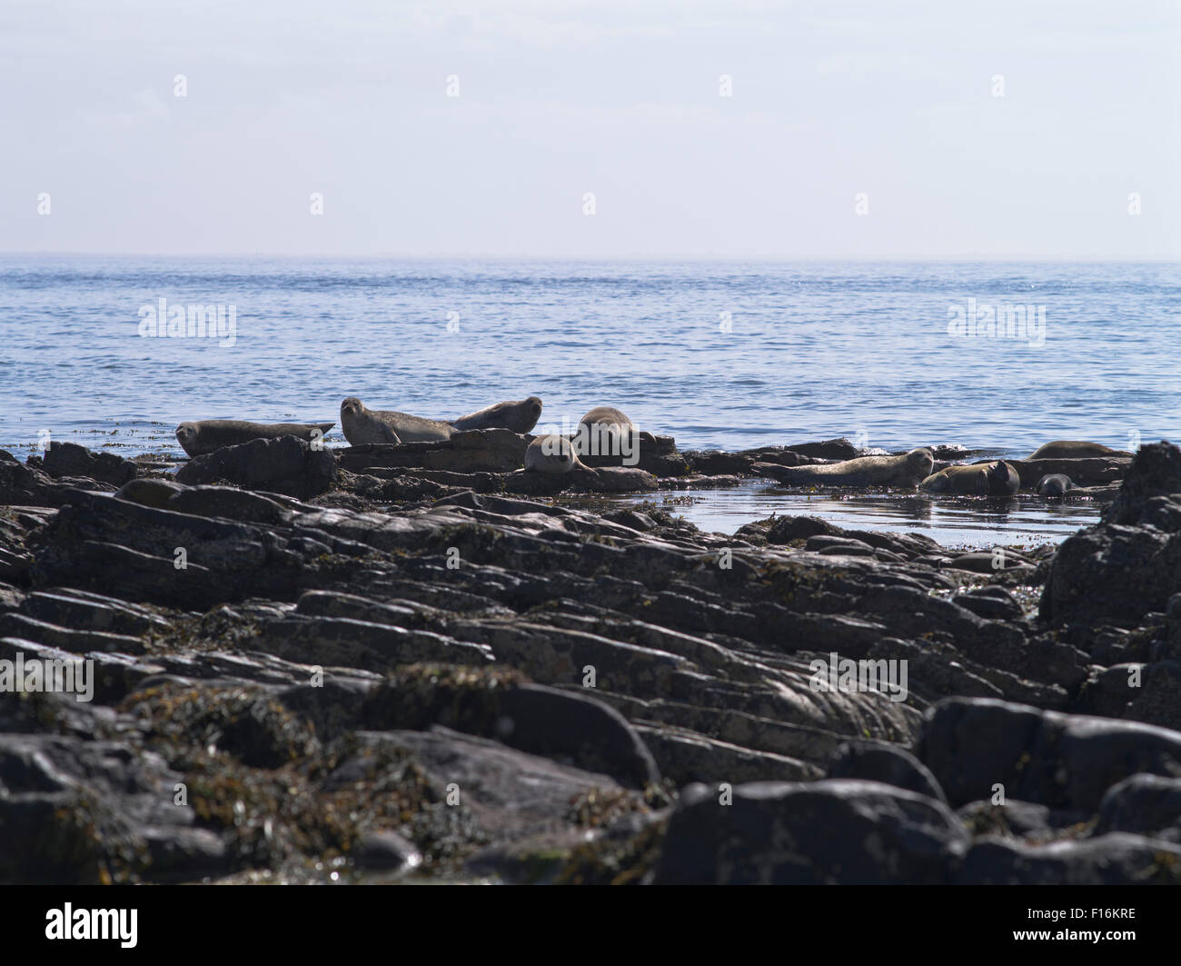 Les phoques les phoques communs dh phoque commun au Royaume-Uni et de petits rochers sur uk North Ronaldsay rock Banque D'Images