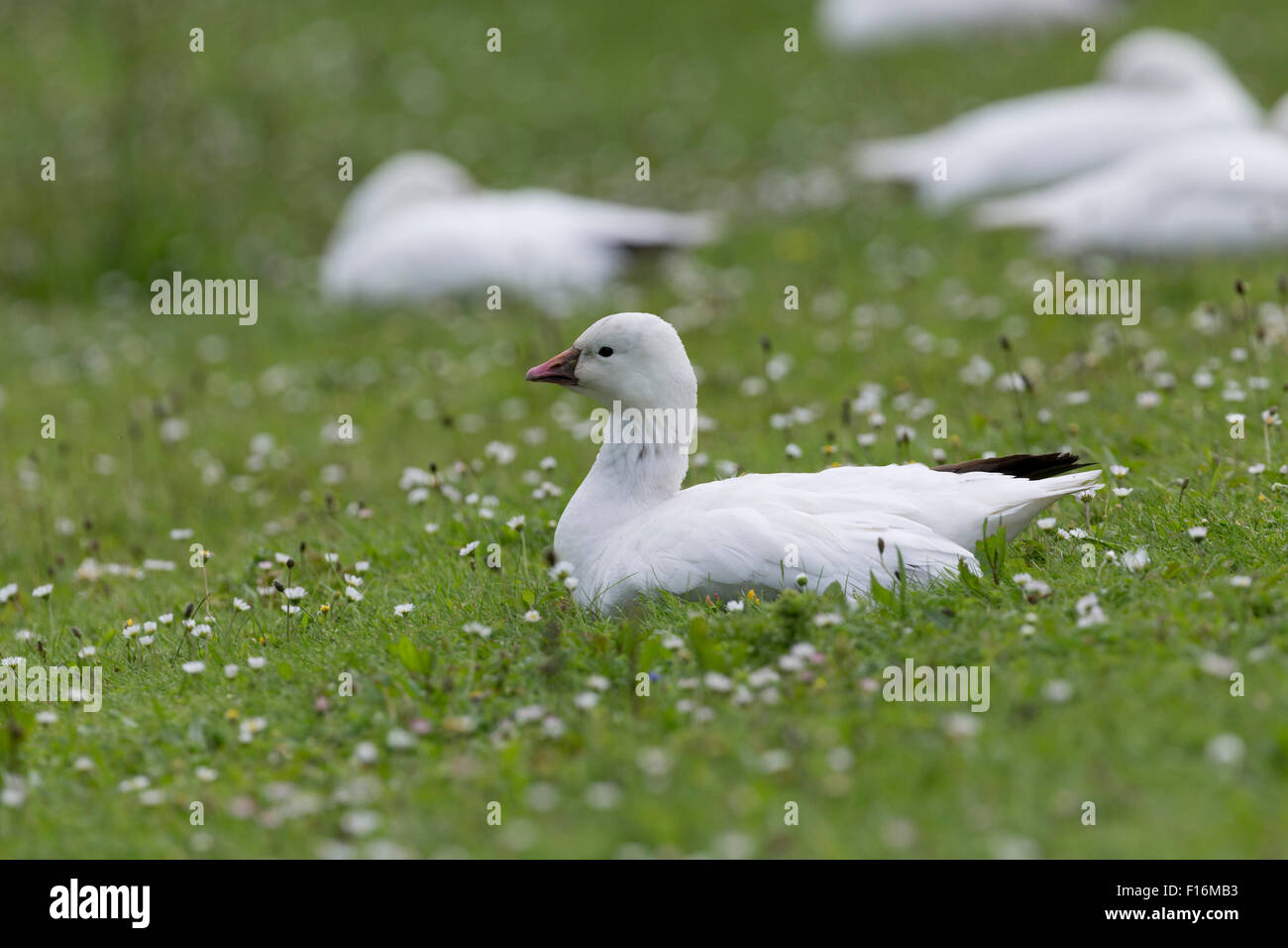 Oie des neiges, Chen caerulescens seul avec marguerites, Cornwall, UK Banque D'Images