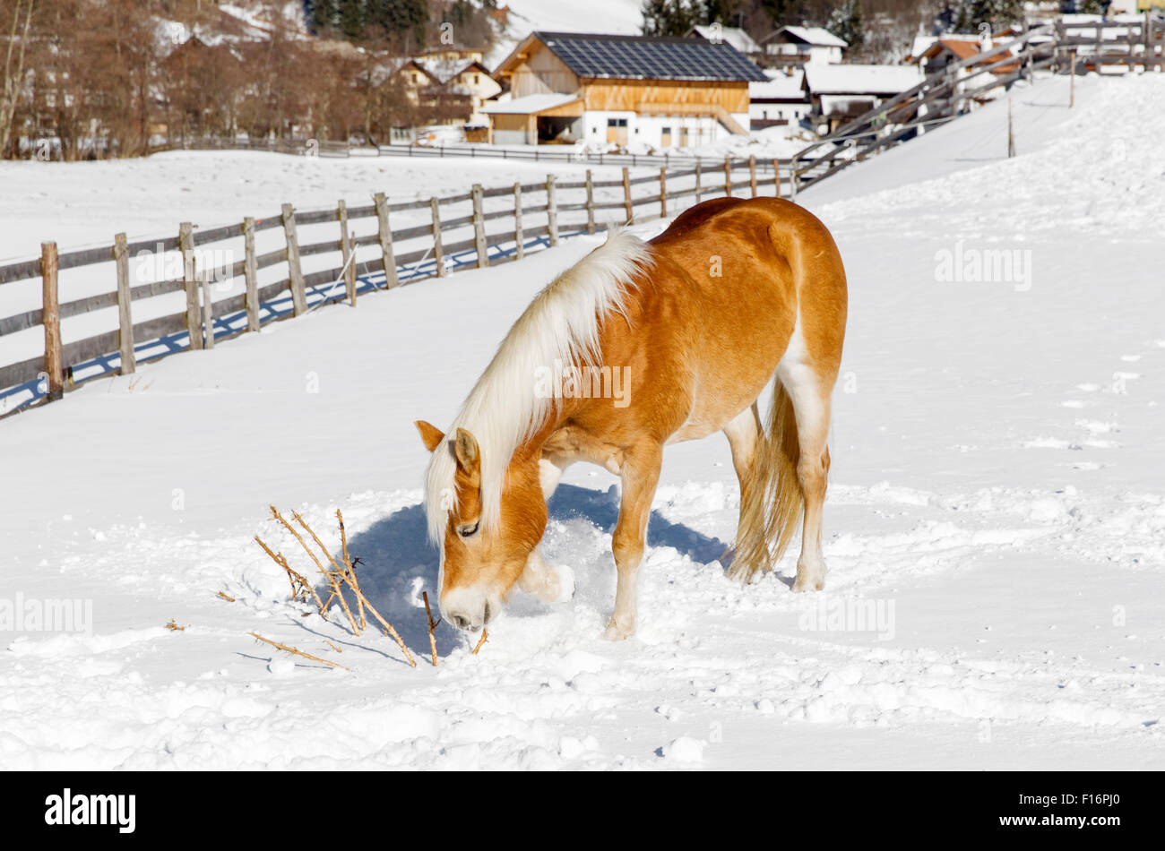 San Candido, Italie, un cheval broutant sur une branche d'arbre Banque D'Images