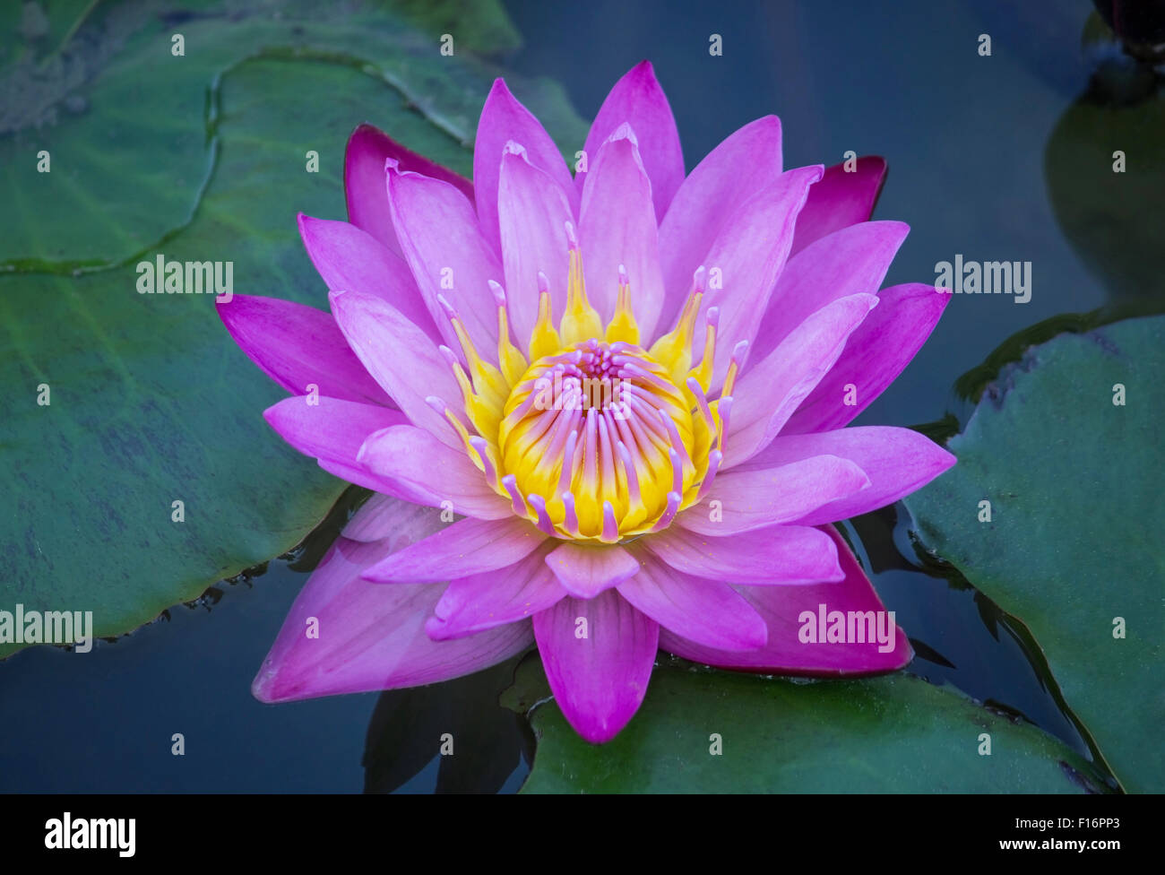 Fleur de lotus bleu Banque D'Images