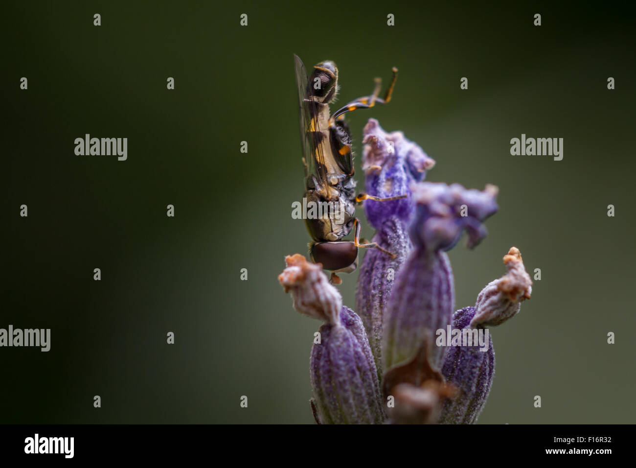 À pattes épaisses hoverfly (syritta pipiens) avec sa large fémurs postérieurs sur une fleur de lavande. Banque D'Images