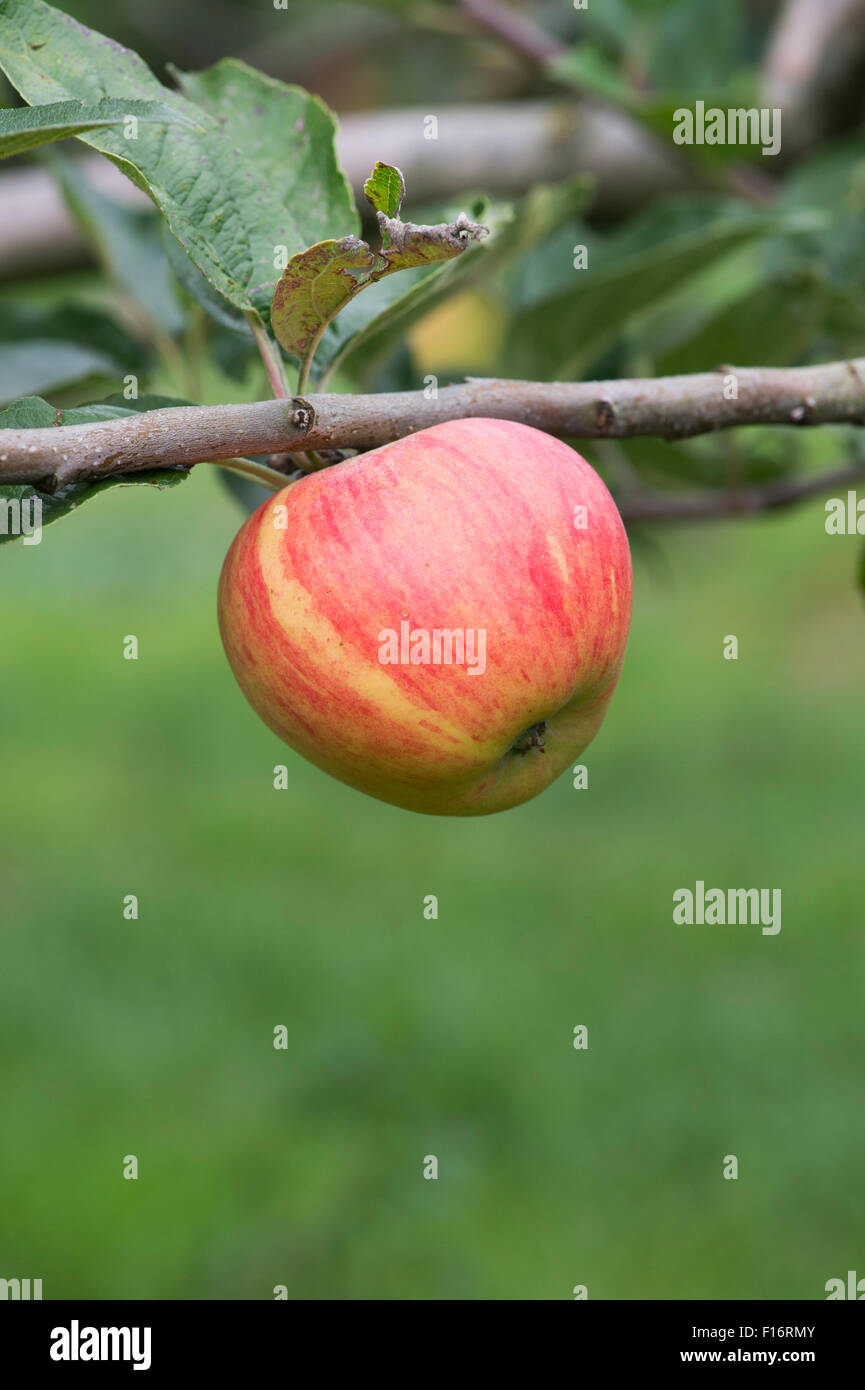 Malus domestica. Les pommes 'Bardsey' sur un arbre Banque D'Images