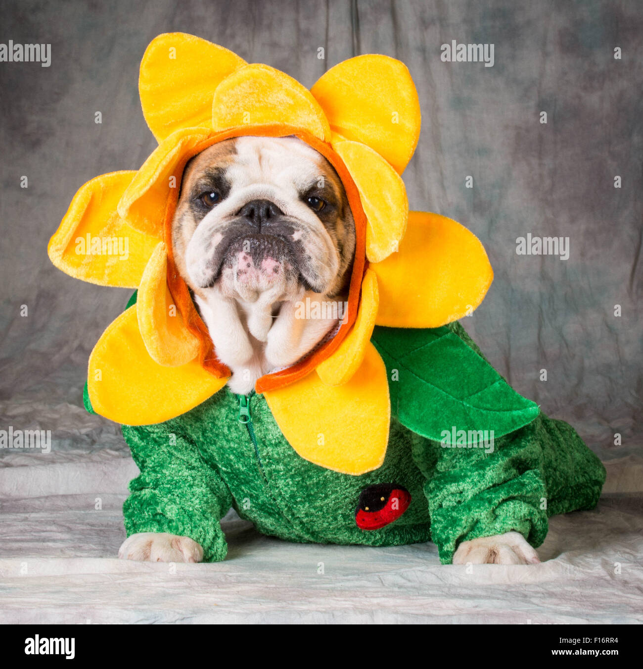 Le port d'un costume de fleur bulldog Banque D'Images
