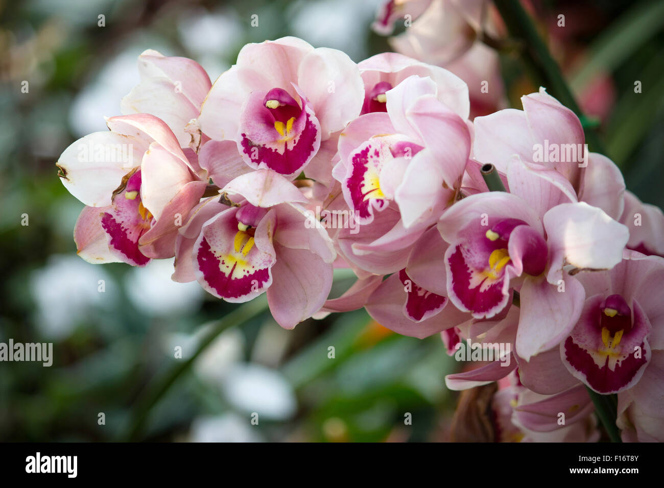 Cymbidium orchidée fleur Banque D'Images